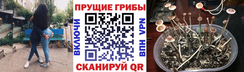 дарк нет телеграм  Олёкминск  Галлюциногенные грибы Cubensis  наркотики 